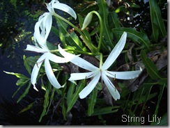 String Lily