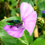 Orchid Bee at ECHO