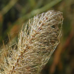 Bristle grass at Yellow Fever Creek Preserve