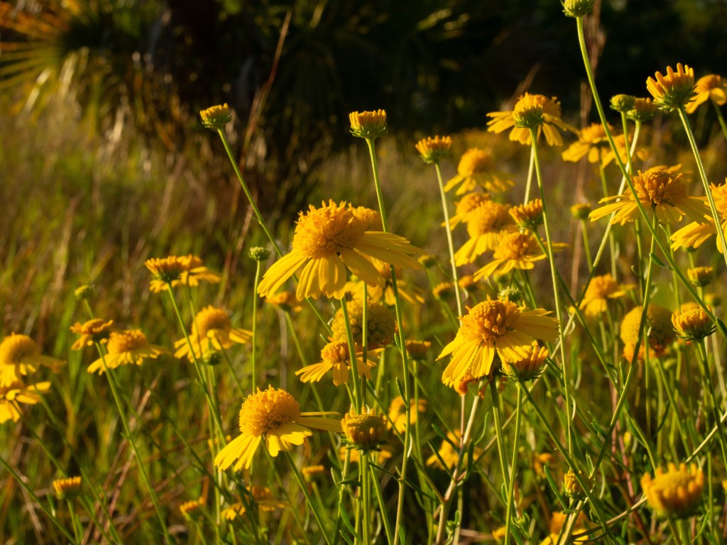 group of yellow wildflowers